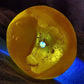 Large Antique Natural Berber Amber Trade Bead Ethnic Moroccan Tribal - 64 Grams - Tommy's Treasure